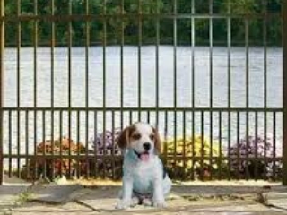 ornamental fence with puppy guard